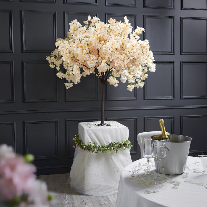 Prunus Ukon Blossom Tree
