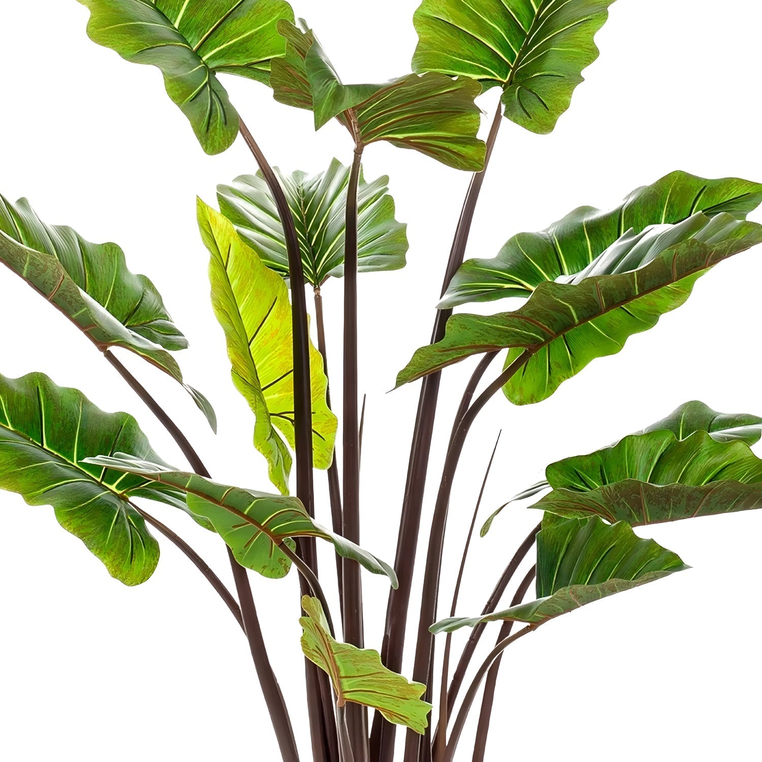 Rainforest Royalty / Elephant Ear