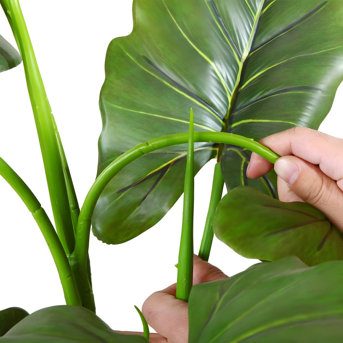 Rainforest Royalty / Elephant Ear