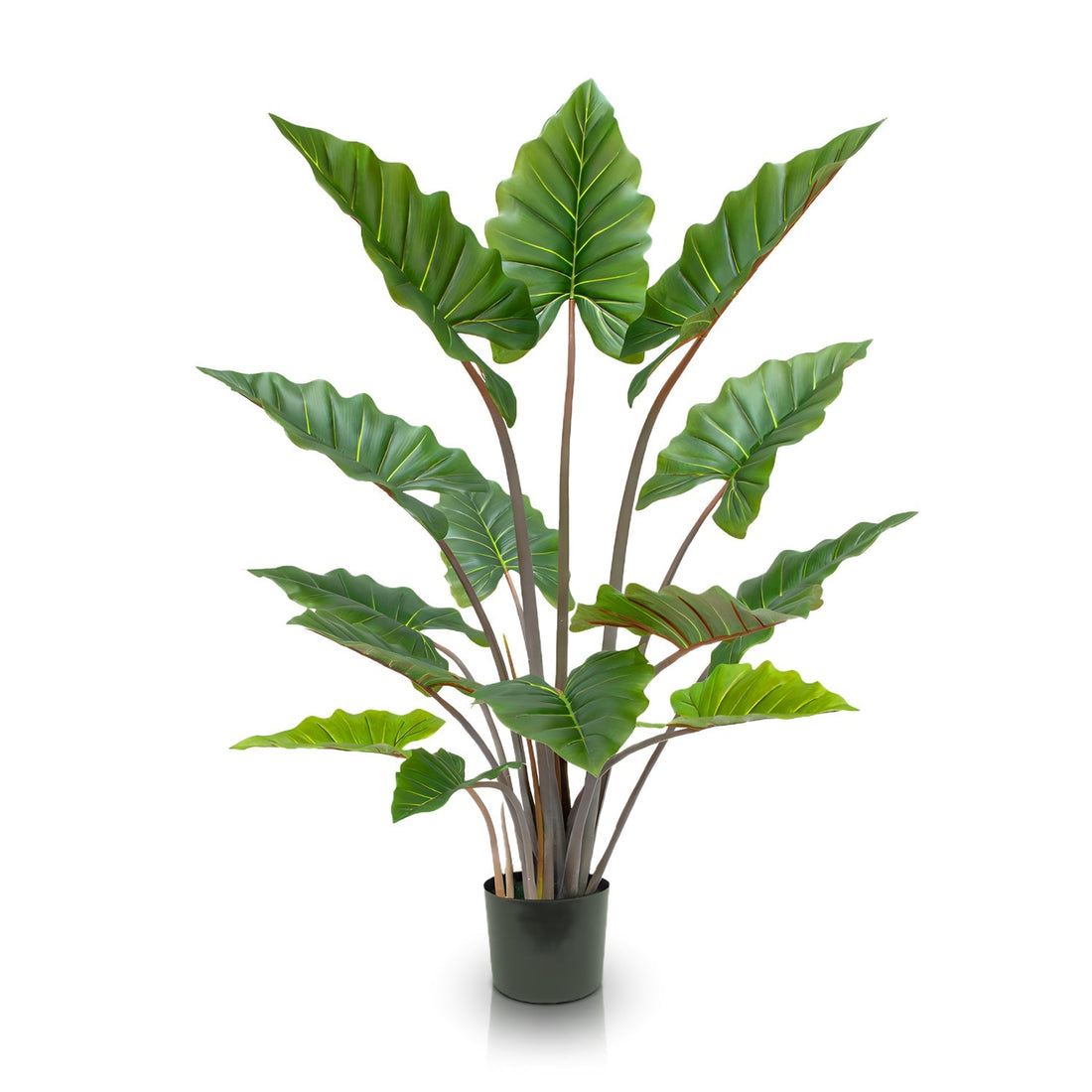 Rainforest Royalty / Elephant Ear