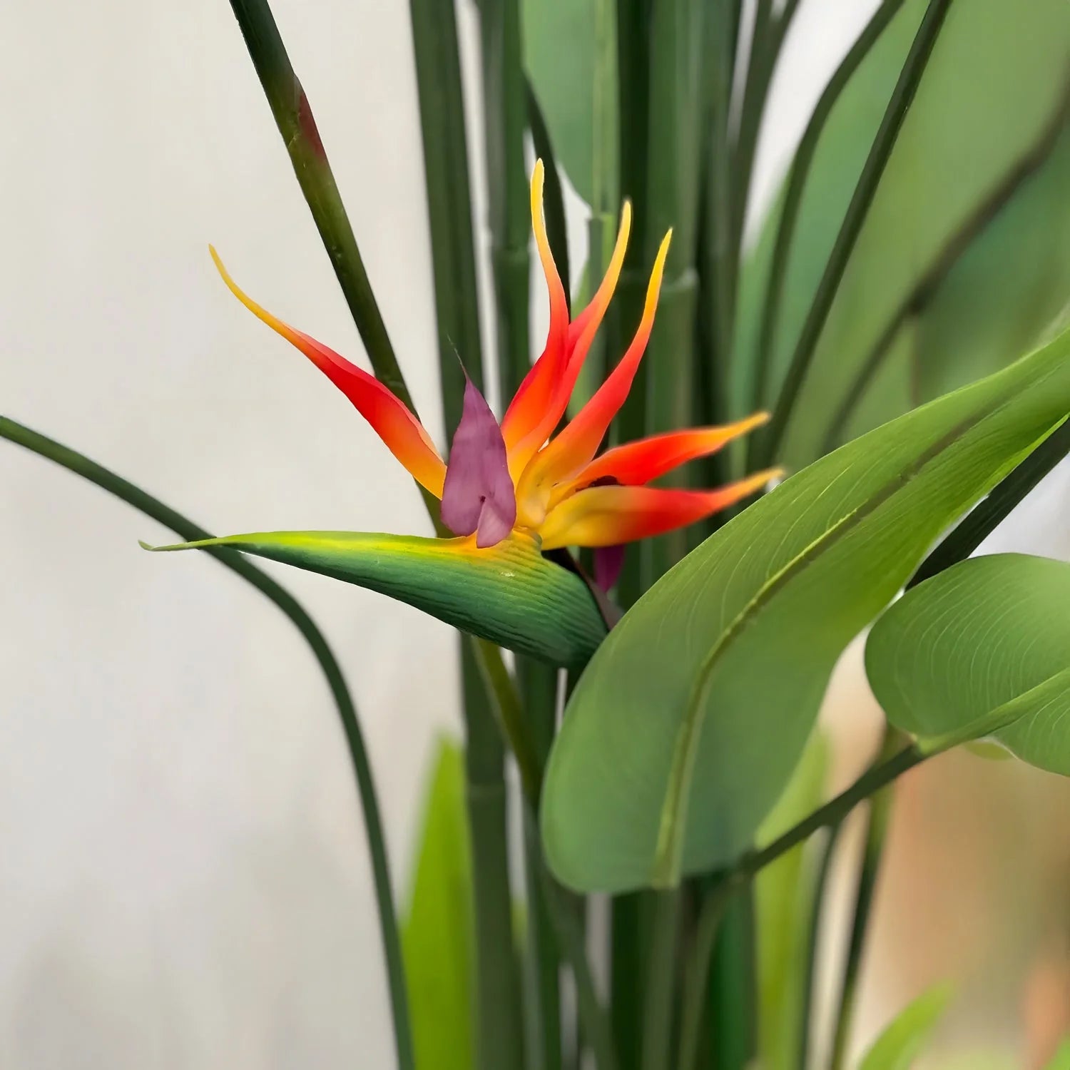 Bird of Paradise