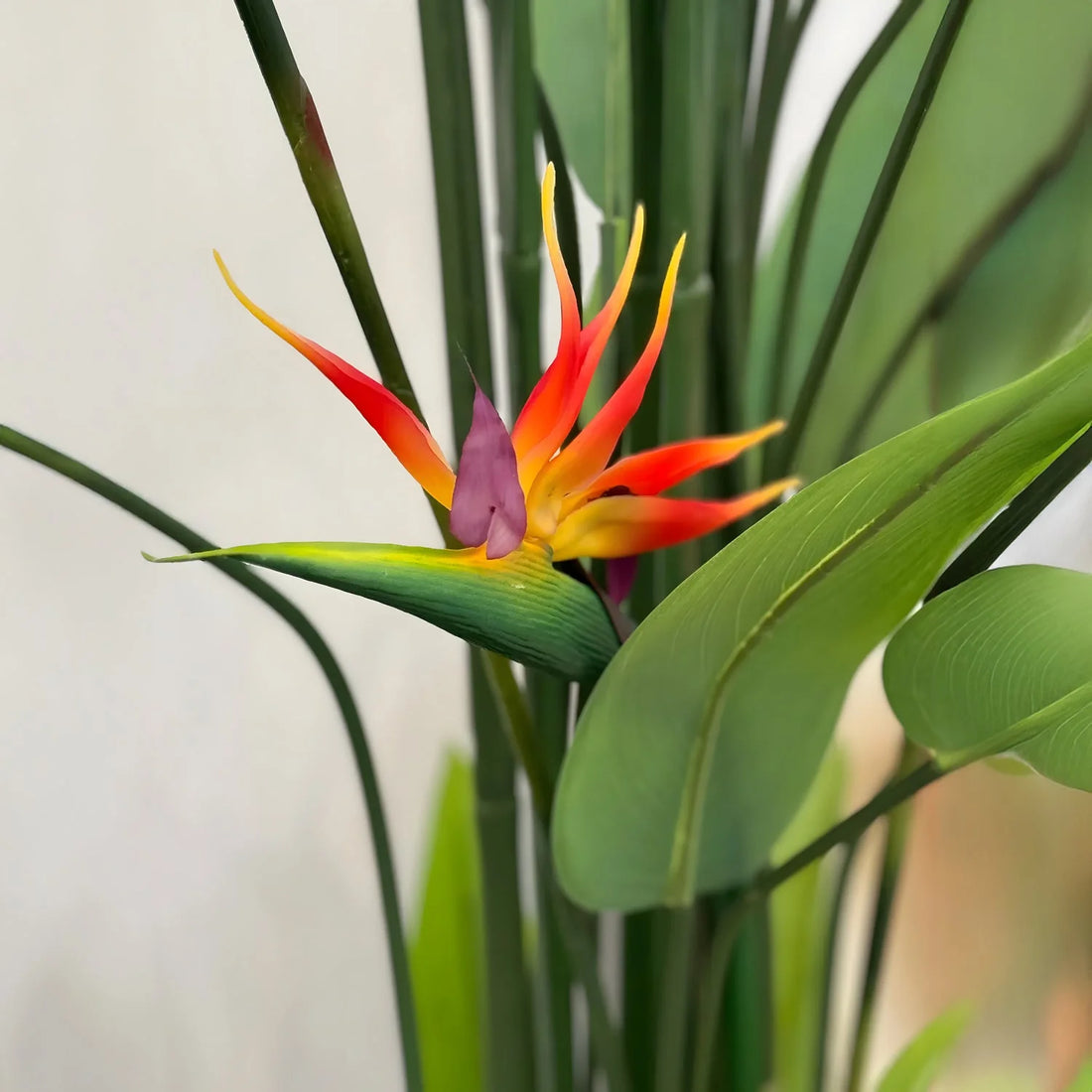 Bird of Paradise
